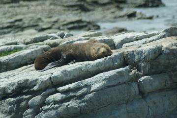Sleepy NZ fur seal