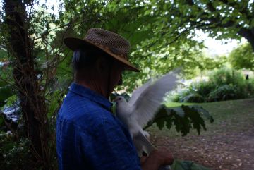 John gets mugged by a dove