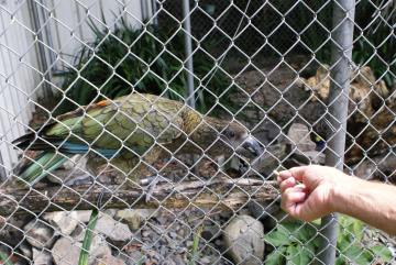 A Kea at Katikati Bird Gardens