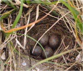 skylark nest