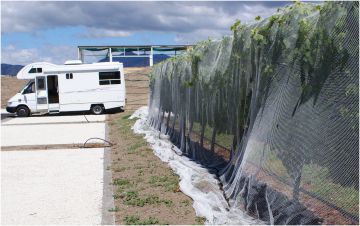 protective net on grape harvest