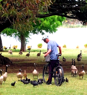 Hamilton Lake bird feeder
